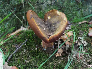 Vagevuurbos en Lippensgoed-Bulskampveld (België)